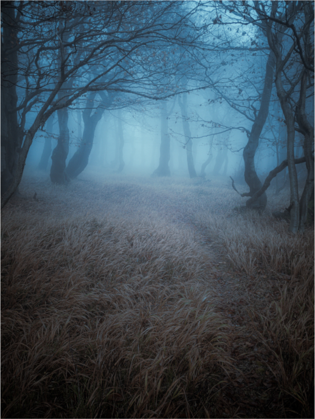 All Souls’ Day in the Forest