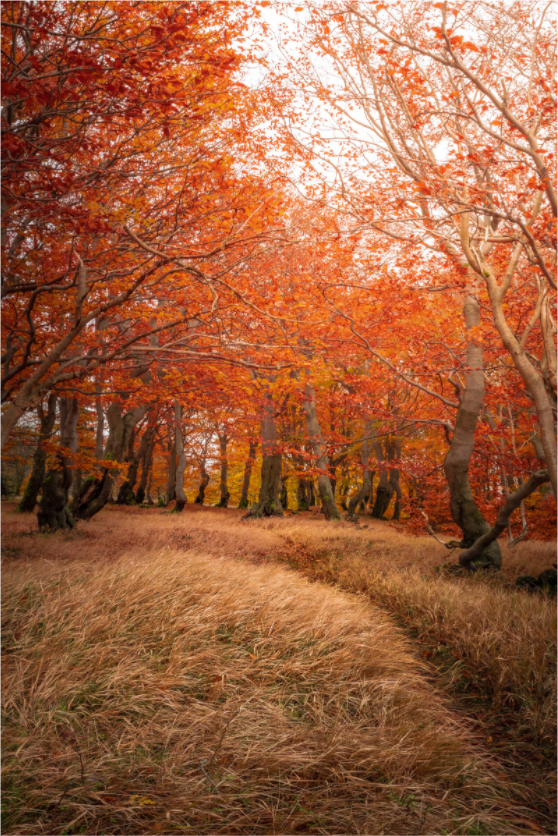 Autumn