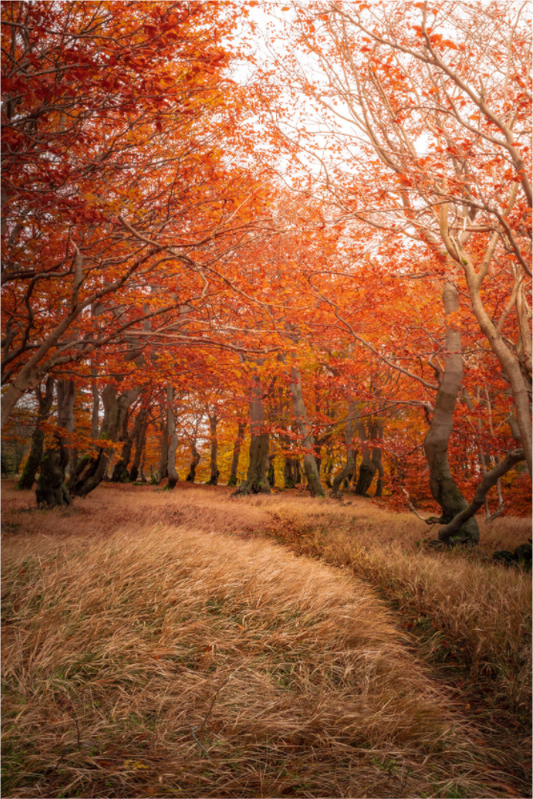 Autumn