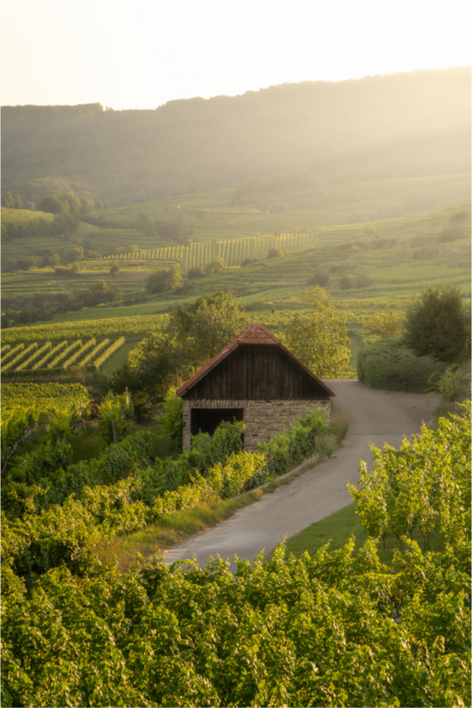 Austrian vineyards