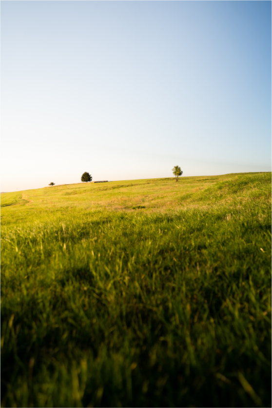 Late Afternoon on the Meadow