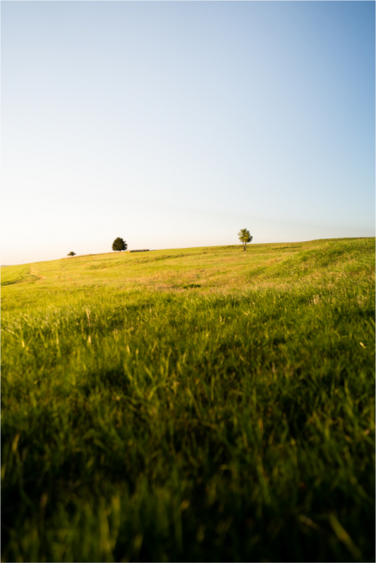 Late Afternoon on the Meadow