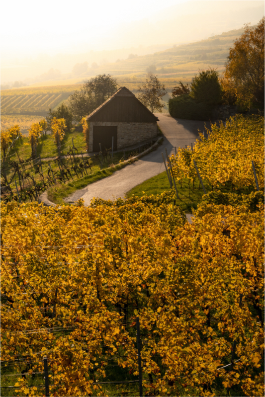 Autumn in Wachau Valley