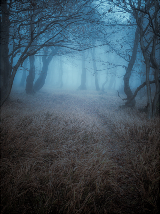 All Souls’ Day in the Forest