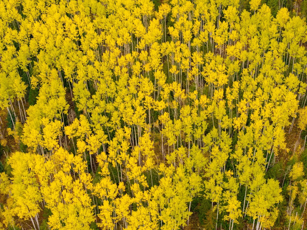 DJI_20251018212426_0007_D.jpg
