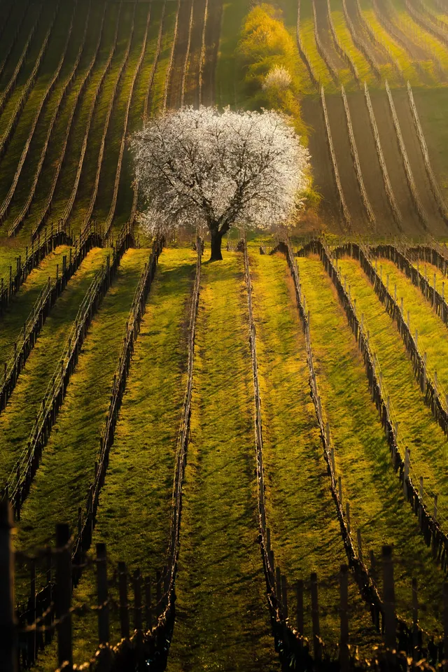 Czech Republic